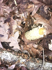 Aureoboletus betula