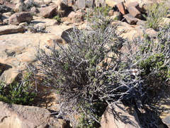 Eriocephalus eximius
