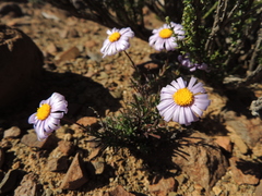Felicia clavipilosa clavipilosa