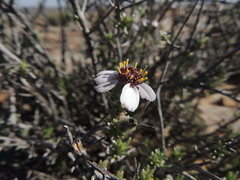 Eriocephalus grandiflorus