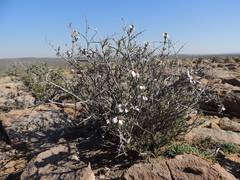 Eriocephalus grandiflorus