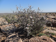 Eriocephalus grandiflorus