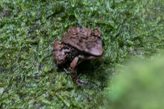 Mannophryne trinitatis