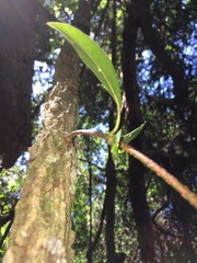 Rhoicissus sessilifolia
