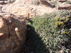 Dianthus micropetalus