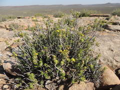 Euryops imbricatus