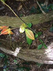 Rhoicissus sessilifolia