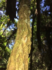 Rhoicissus sessilifolia
