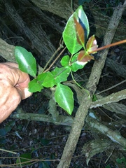 Rhoicissus sessilifolia