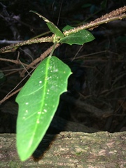 Rhoicissus sessilifolia