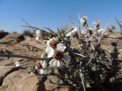 Eriocephalus grandiflorus