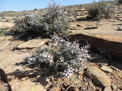 Eriocephalus grandiflorus