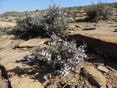 Eriocephalus grandiflorus
