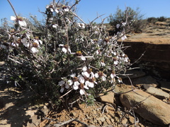 Eriocephalus grandiflorus