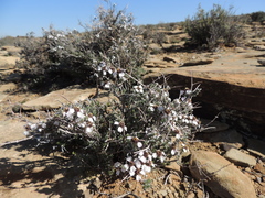 Eriocephalus grandiflorus