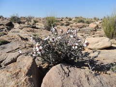 Eriocephalus grandiflorus