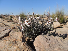 Eriocephalus grandiflorus
