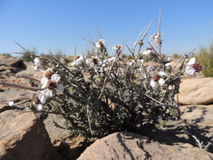 Eriocephalus grandiflorus