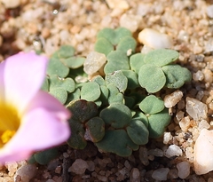 Oxalis depressa-pocockiae