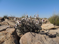 Eriocephalus grandiflorus