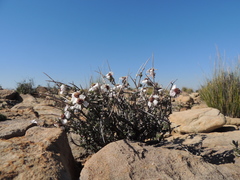 Eriocephalus grandiflorus