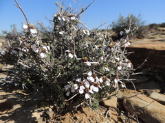 Eriocephalus grandiflorus