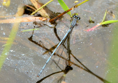 Pseudagrion spernatum