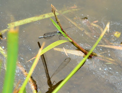 Pseudagrion spernatum