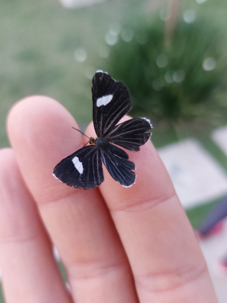 Pheles atricolor