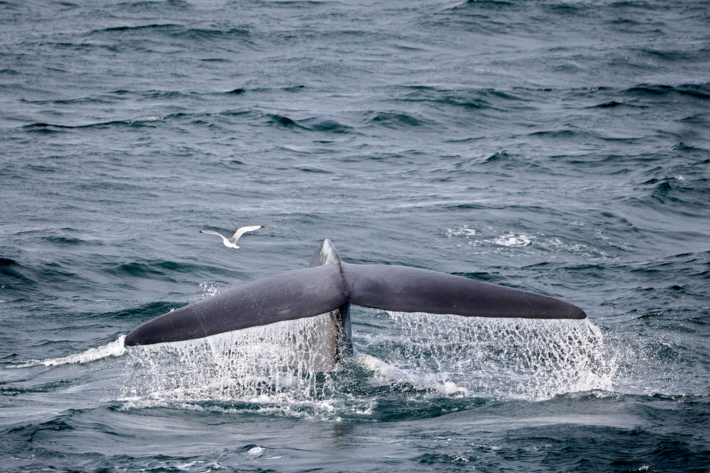 Blue whale raising its tail fluke before diving
