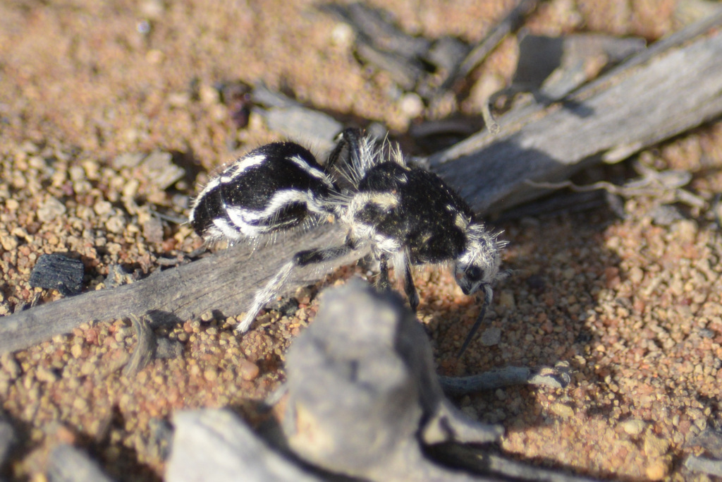 Leucospilomutilla cerbera