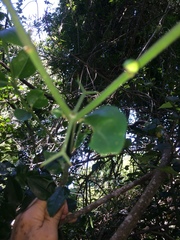 Carissa bispinosa