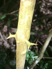 Carissa bispinosa