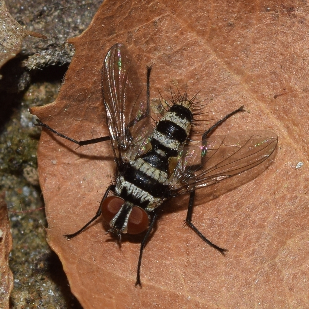 Trigonospila transvittata