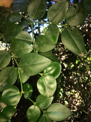 Carissa bispinosa