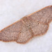 Idaea distinctaria - Photo (c) Paolo Mazzei, some rights reserved (CC BY-NC), uploaded by Paolo Mazzei