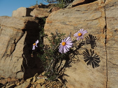 Felicia clavipilosa clavipilosa