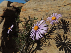 Felicia clavipilosa clavipilosa