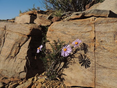 Felicia clavipilosa clavipilosa
