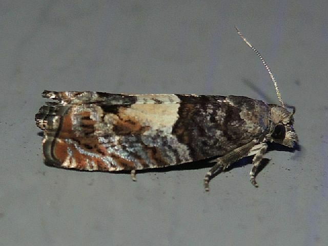 Walker's Epinotia Moth in July 2023 by privatenoaccess · iNaturalist