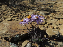 Felicia clavipilosa clavipilosa