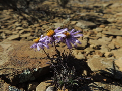 Felicia clavipilosa clavipilosa