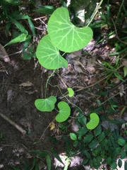 Cissampelos torulosa