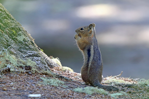 Cascade Golden-mantled Ground Squirrel