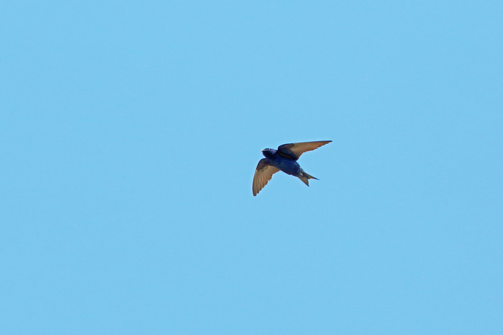 Western Purple Martin