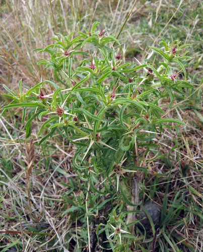 Centaurea calcitrapa iNat (3)