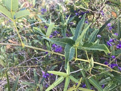 Hardenbergia