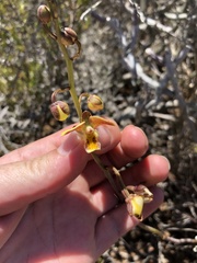 Eulophia tuberculata