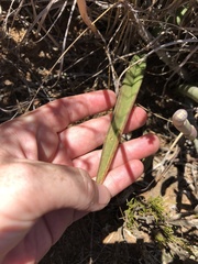 Eulophia tuberculata
