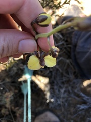 Eulophia tuberculata